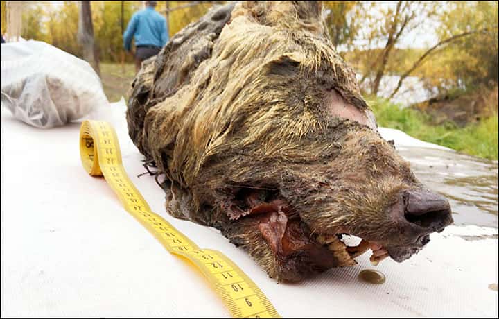 Tête coupée d’un loup du Pléistocène retrouvée sur les rives de la Tirekhtyakh River, dans la République de Sakha, dans le nord-est de la Sibérie. © Albert Protopopov