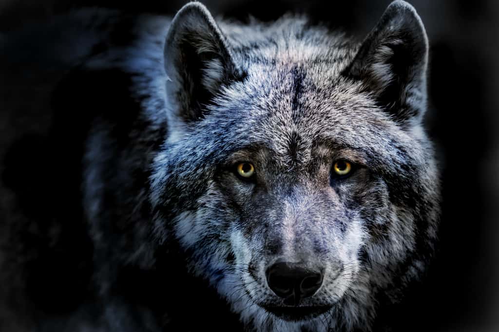 D'après cette étude, les chiens domestiques seraient issus d'une seule population de loups. Cette conclusion devra être confirmée par des études ultérieures. © Rainer Fuhrmann, Adobe Stock