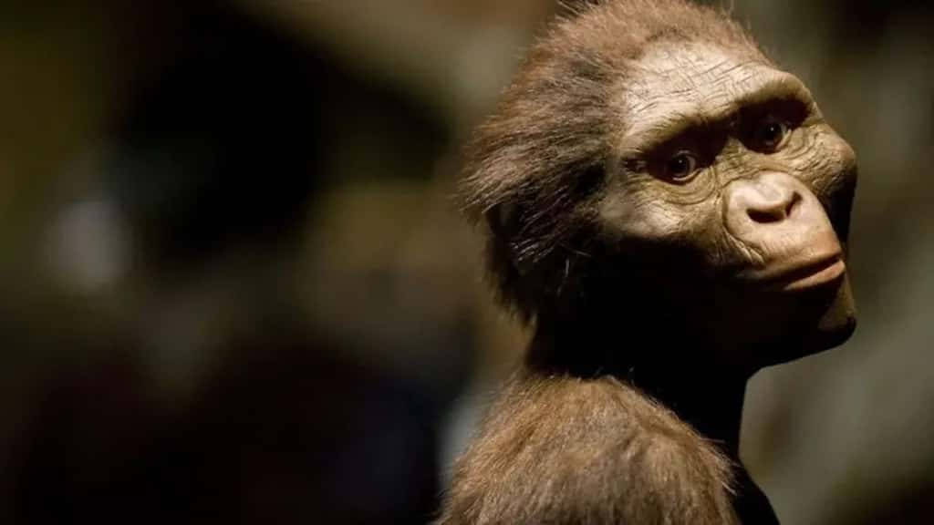 Lucy, 50 ans après sa découverte, reste un jalon scientifique majeur. © DAVE EINSEL/ Getty Images North AmericaGetty / Images via AFP