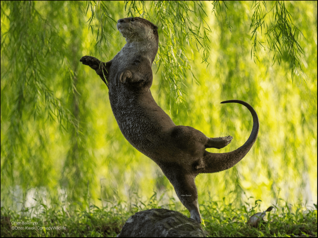 « <em>Otter Ballerina</em> ». © Otter Kwek,<em> Comedy Wildlife Photo, </em>2023
