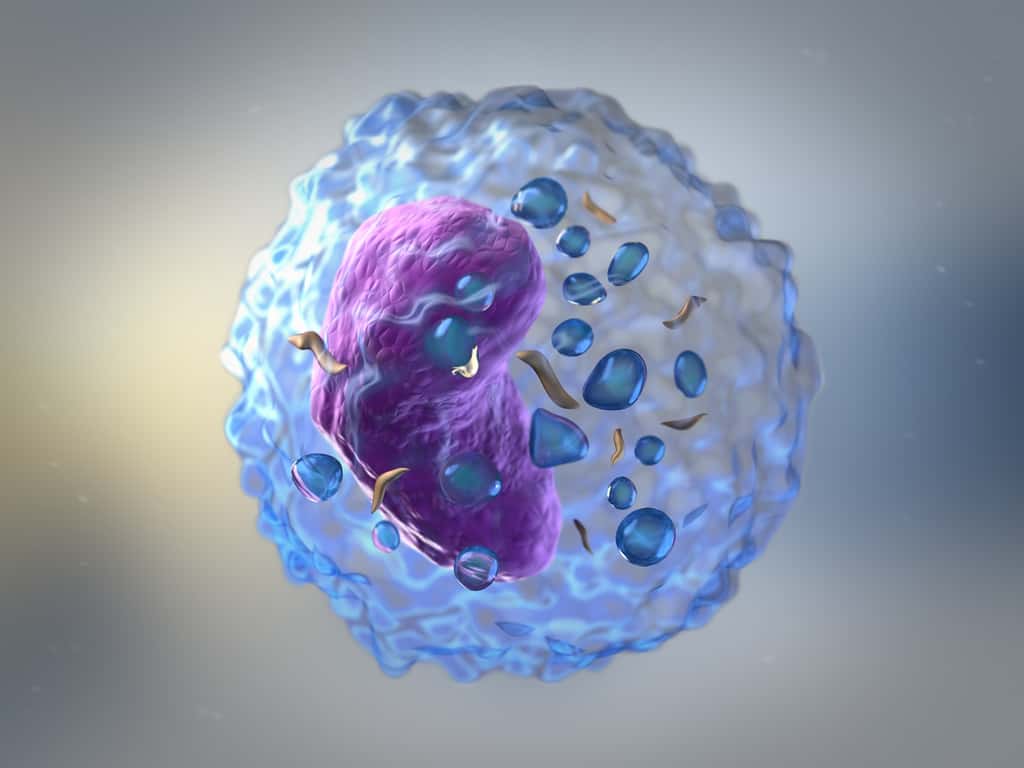 Les lymphocytes (globules blancs) peuvent jouer un rôle dans la régénération de la myéline. © sveta, Fotolia
