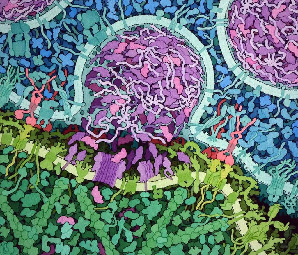 Illustration d’un lymphocyte T modifié génétiquement (en bleu) reconnaissant et attaquant une cellule leucémique (en vert). La molécule CAR (en rouge) s’accroche à la protéine CD19 que l’on trouve à la surface des cellules leucémiques. Ceci active le lymphocyte T, qui relâche de la perforine (violet), ce qui rend la membrane cellulaire poreuse et laisse pénétrer des molécules cytotoxiques (granzymes en magenta) qui déclenchent la mort cellulaire. © David Goodsell, Protein Database, CC BY