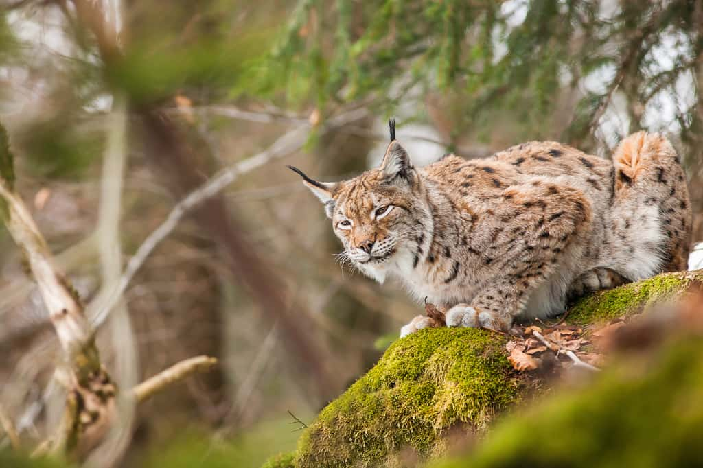 Le lynx grimpe facilement dans les arbres, mais a-t-il vraiment une bonne vue ? © elitravo, Adobe Stock