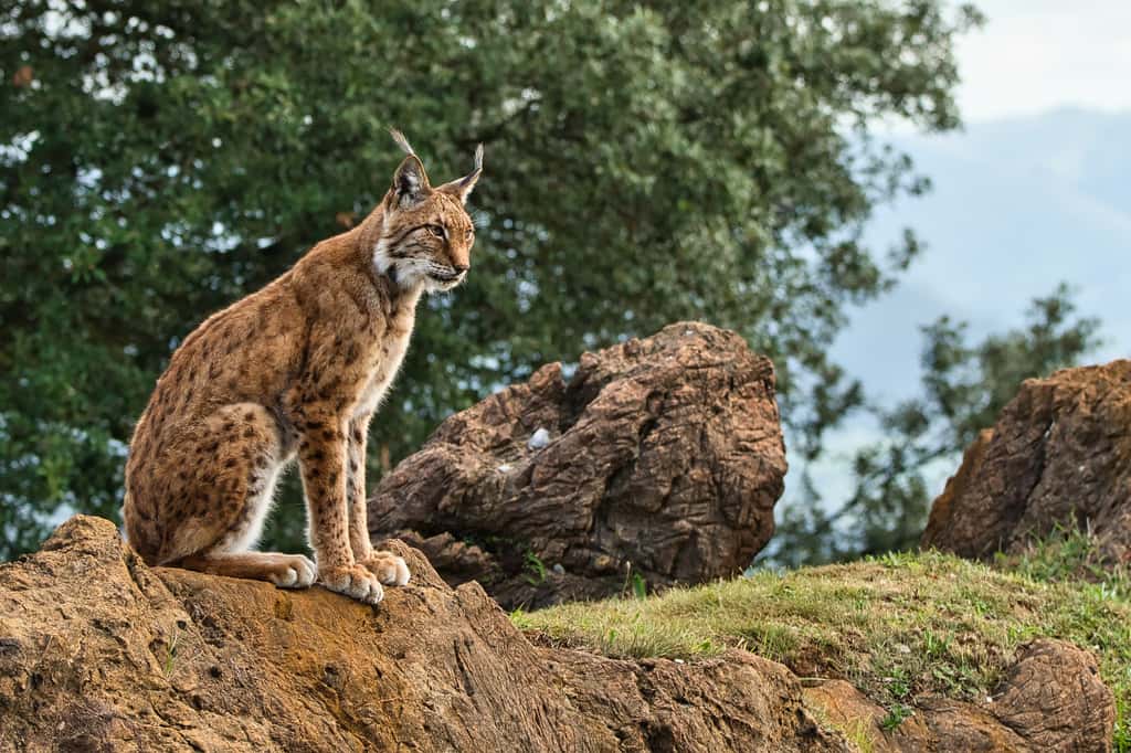 L'Unep estime que la réintroduction du lynx en Europe aurait des conséquences positives sur la biodiversité. © davidosta, Pixabay