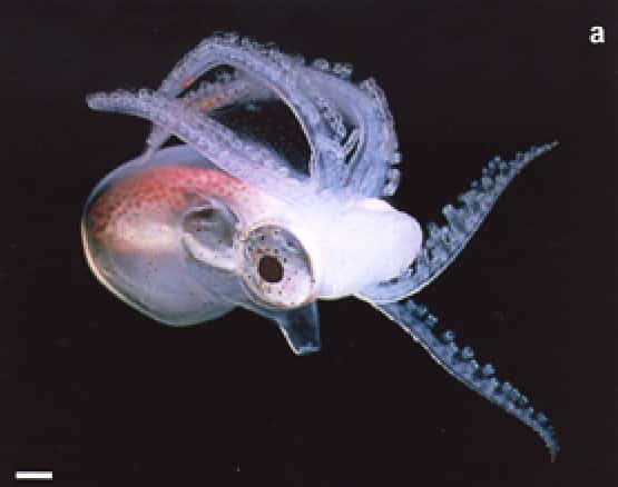 Un mâle du genre <em>Tremoctopus violaceus </em>d'à peine quelques centimètres. © Julian Finn, <em>New Zealand Journal of Marine and Freshwater Research </em>