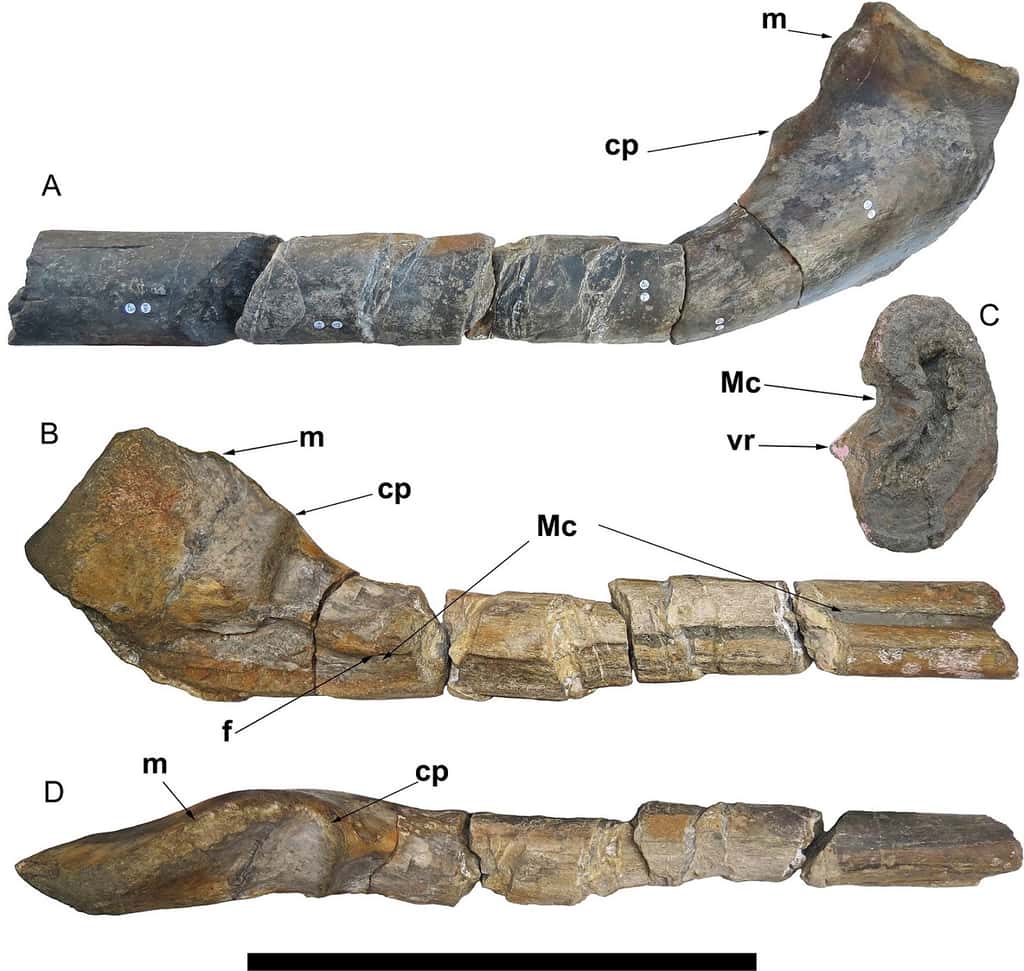 Vues du fossile de mâchoire trouvé à Lilstock. La barre représente 50 cm. © Lomax <em>et al.</em>, <em>Plos One</em> 2018.