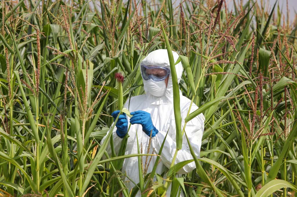 Les OGM ont des applications dans le domaine de l'alimentation et de la recherche médicale. © endostock, Adobe Stock