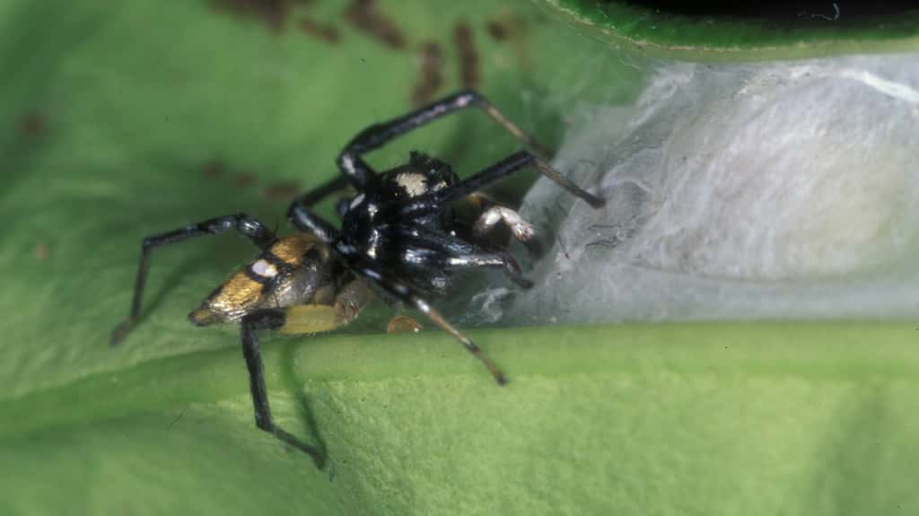 L’araignée <em>Phintella</em> entre dans son nid. Il est équipé de volets à ses extrémités : l’araignée soulève un volet lorsqu’elle entre ou sort. La fourmi, elle, arrive rarement à entrer dans le nid par ces portes. © Robert Jackson, université de Canterbury