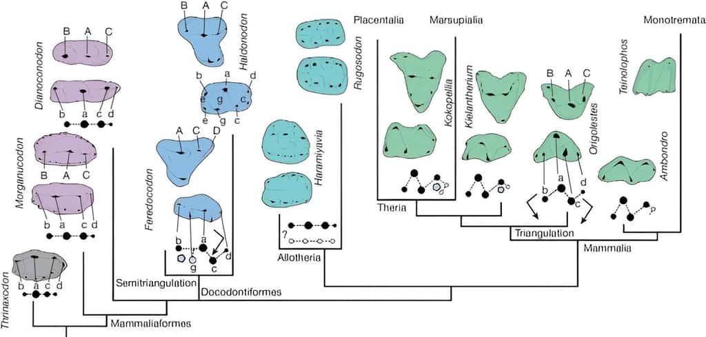 Motifs dentaires primaires des mammaliaformes, replacés dans l'arbre phylogénétique. © IVPP, Mao et <em>al.</em>, 2024