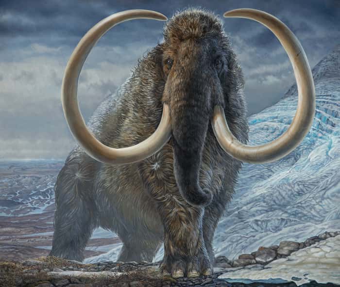 Plusieurs virus ont été découverts dans la laine et les excréments congelés de mammouths en Sibérie. © James Havens