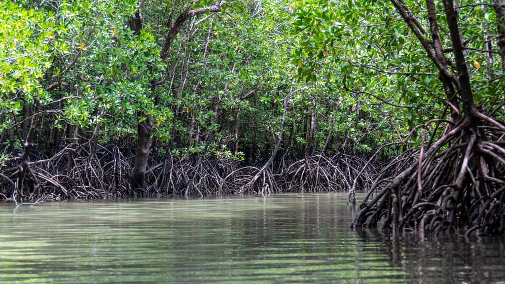 Les mangroves séquestrent le carbone et agissent comme des boucliers en cas de tempête. © kmarius, pixabay 