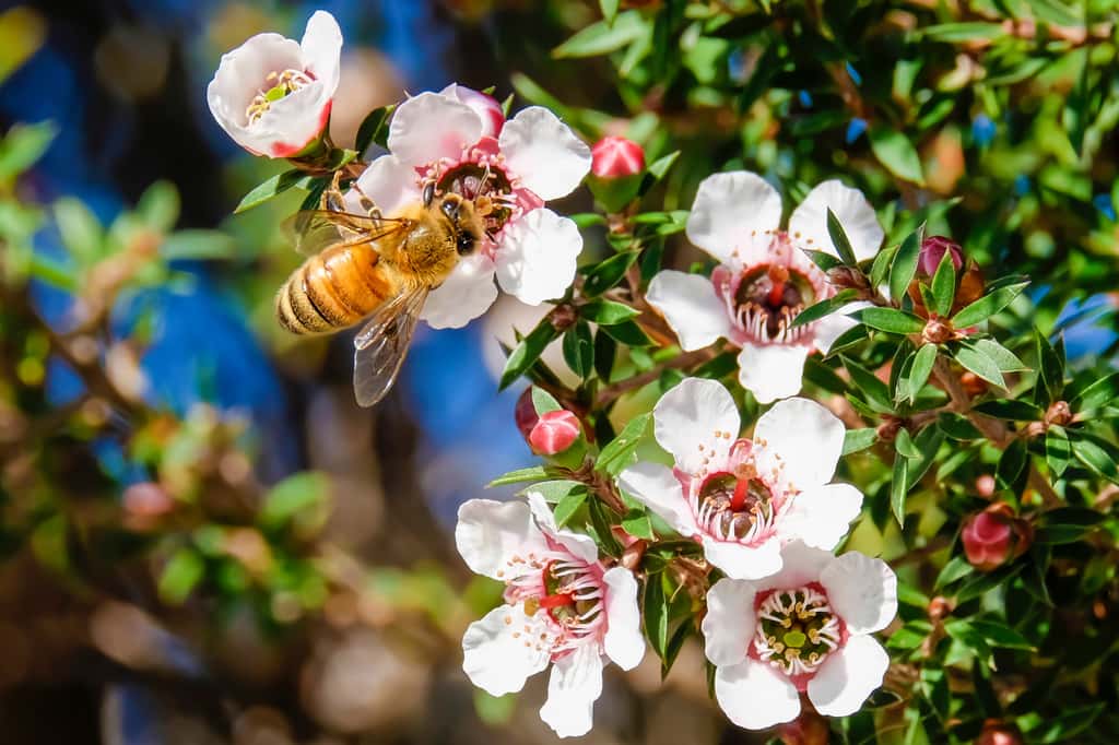 Le miel de manuka : un nutraceutique aux propriétés anticancéreuses efficace sur les cancers du sein positifs aux œstrogènes. © Chris, Adobe Stock