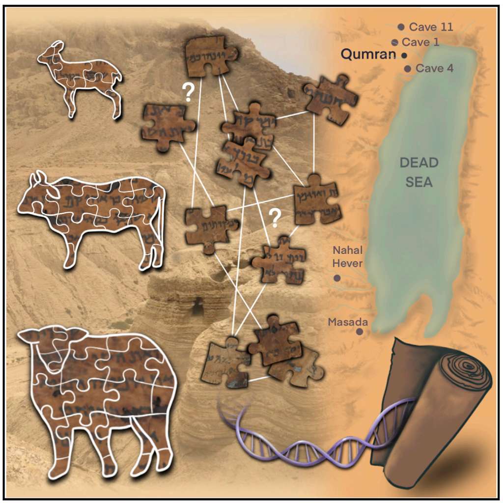 L'étude ADN des parchemins fait en peaux d'animaux permet de retracer l'origine des fragments des manuscrits de la mer Morte analysés. © Sarit Anava et <em>al. Cell</em>