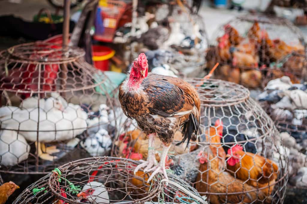 Les oiseaux domestiques sont aussi touchés par la grippe aviaire H5N1. © allister, Adobe Stock