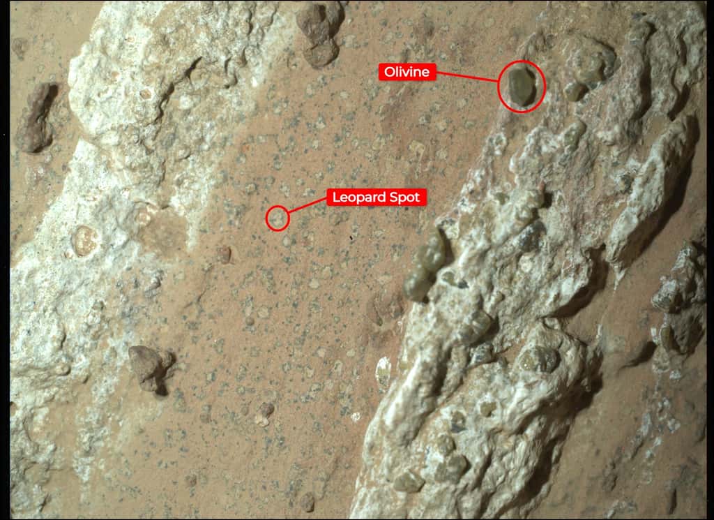 Le rover martien Perseverance de la Nasa a capturé cette image d'un rocher surnommé « <em>Cheyava Falls</em> » découvert dans un ancien lit de rivière dans la région « <em>Bright Angel </em>» du cratère Jezero de Mars. Cette image de la roche a été capturée à l'aide d'une caméra appelée Watson, qui fait partie de la suite d'instruments Sherloc. Sur toute la longueur du rocher se trouvent de grandes veines de sulfate de calcium blanc. Entre ces veines, des bandes de matériau dont la couleur rougeâtre suggère la présence d'hématite, l'un des minéraux qui donnent à Mars sa teinte rouille caractéristique. Les scientifiques s'intéressent particulièrement aux taches claires de la taille d'un millimètre et de forme irrégulière sur la bande rougeâtre centrale (du coin inférieur gauche au coin supérieur droit de l'image) qui sont entourées d'un mince anneau de matériau sombre, semblable à des taches de léopard. Des taches de ce type sur les roches terrestres sédimentaires peuvent se produire lorsque des réactions chimiques impliquant l'hématite font passer la roche du rouge au blanc. Ces réactions peuvent également libérer du fer et du phosphate, provoquant peut-être la formation de halos noirs, et elles peuvent être une source d'énergie pour les microbes, d'où l'association entre ces caractéristiques et les microbes dans un environnement terrestre. Le matériau blanc et bosselé observé de chaque côté des taches est parsemé de quelques cristaux d'olivine verts, qui se forment dans des roches ignées telles que des coulées de lave. On ne sait pas si l'olivine s'est formée en même temps que les taches de léopard ; les scientifiques espèrent établir une chronologie de la formation de l'olivine et des taches. © Nasa, JPL-Caltech, MSSS