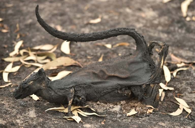 Le cadavre d'un marsupial victime d'un incendie sur l'Ile Kangourou, le 15 janvier 2020. © Peter Parks, AFP