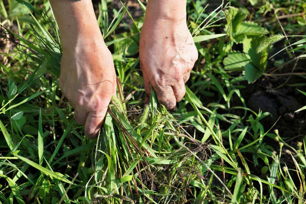 Pour supprimer les mauvaises herbes, pourquoi ne pas fabriquer son désherbant naturel ? © Sergii Petruk, iStock