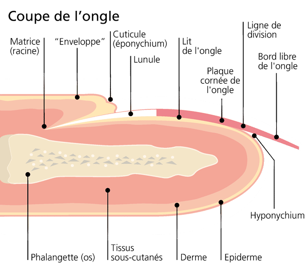 Schéma de l’anatomie de l’ongle en coupe frontale. © Mavala International 