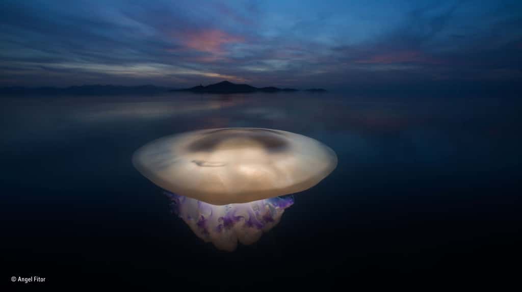 Magnifique photo d’une méduse flottant dans les eaux calmes de la Mer Mineure. © Angel Fitor, 2016 <em>Wildlife Photographer of the Year</em>