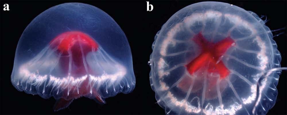 L’estomac de cette étrange méduse est rouge afin de dissimuler la nourriture bioluminescente qui s’y trouve ! © JAMSTEC
