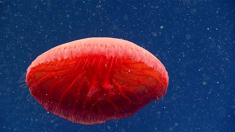 Une méduse rouge du genre <em>Poralia</em> a été observée pour la première fois dans le cadre d'une campagne scientifique. © <em>NOAA Ocean Exploration, 2021 North Atlantic Stepping Stones : New England and Corner Rise Seamounts</em>