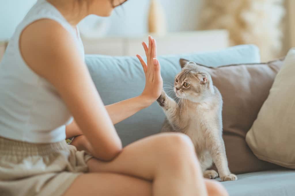 Pendant combien de temps votre chat se souvient-il vraiment ? © oatawa, iStock