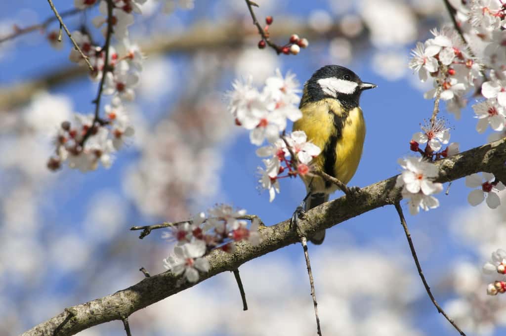 Ce printemps, les oiseaux manquent à l’appel… © mobilise248, Fotolia