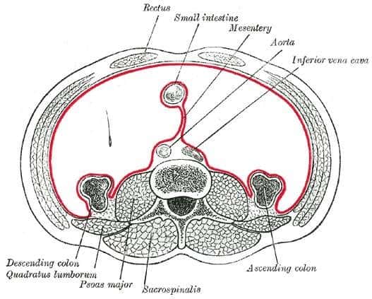 Le mésentère, ici représenté en rouge, est situé au niveau de l’abdomen, et fixe l’intestin grêle à la partie postérieure de la cavité abdominale. © Henry Gray, <em>Gray’s Anatomy</em>, Wikipédia, DP 