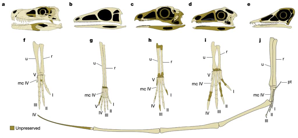 Illustration des différentes morphologies retrouvées au Trias chez le groupe rassemblant les dinosaures et les ptérosaures. Parmi les lagerpétidés, <em>V. gassenae</em> (d, i) est celui chez qui la main est la plus grande proportionnellement, et dont le quatrième métacarpe (mc IV) est le plus allongé. a, f) <em>Gnathovorax cabreirai</em> (dinosaure). b, g) <em>Scleromochlus taylori</em> (lagerpétidé). c) <em>Ixalerpeton polesinensis</em> (lagerpétidé). d,i) <em>Venetoraptor gassenae</em> (lagerpétidé). e, j) <em>Seazzadactylus venieri</em> (ptérosaure). h, <em>Dromomeron romeri</em> (lagerpétidé). © Müller <em>et al</em>. (2023)