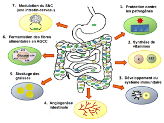 Les différents rôles du microbiote intestinal. © Salsero35, Wikimedia Commons, CC by-sa 4.0