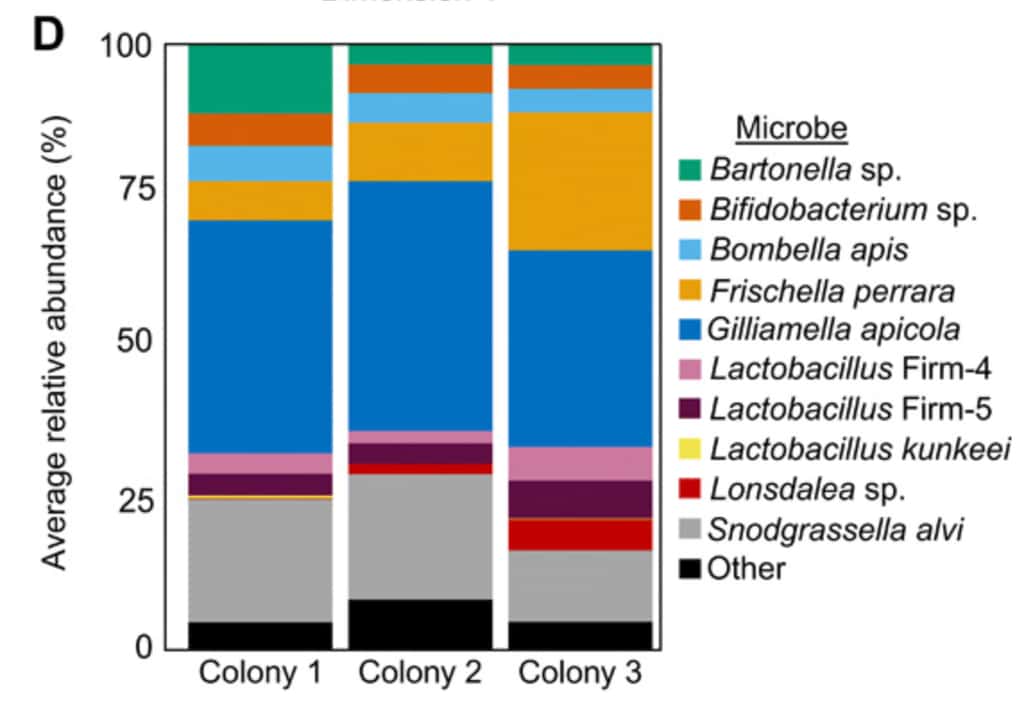 Les différentes espèces bactériennes et leur abondance relative identifiées chez les ouvrières de trois colonies distinctes. © Cassondra L. Vernier et al. <em>Science Advances</em>