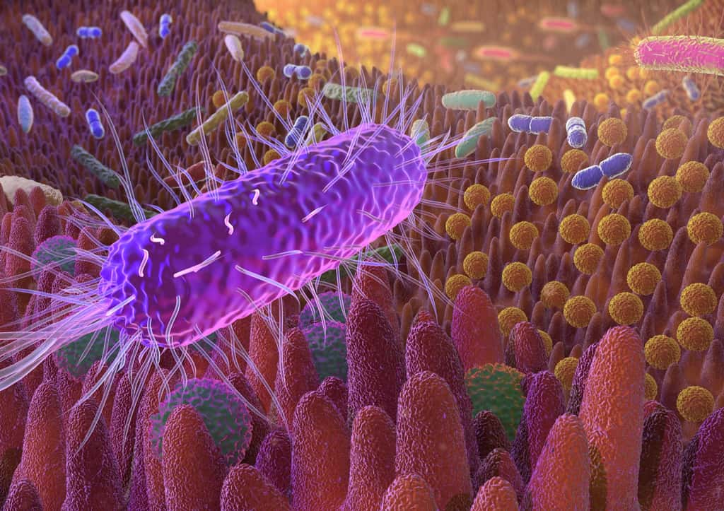 La transplantation de microbiote fécal a permis de « rajeunir » des souris. © Alex, Adobe Stock