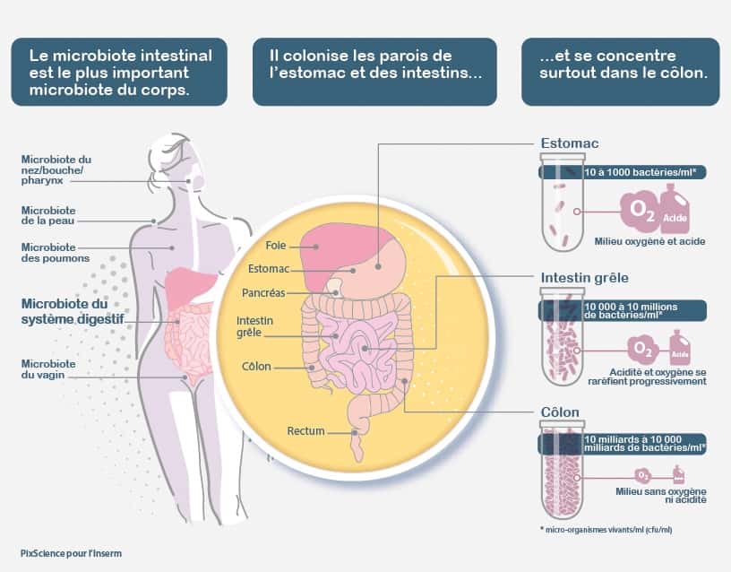 Notre corps abrite plusieurs microbiotes, dont le microbiote intestinal, aussi appelé flore intestinale. © PixScience pour l’Inserm