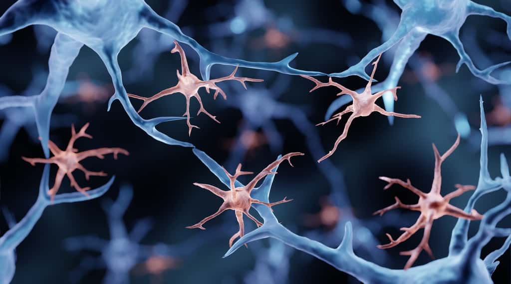 Les microglies sont des cellules immunitaires spécifiques au cerveau. © Artur, Adobe Stock