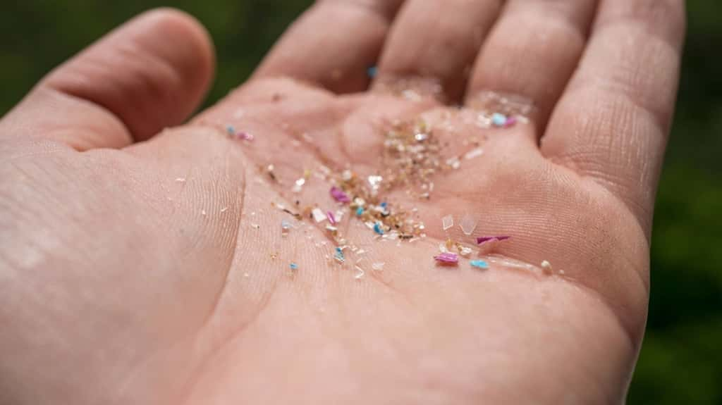 Les concentrations de microplastique dans le cerveau s'accumulent et augmentent avec le temps. © SIVStockStudio, Shutterstock.com 