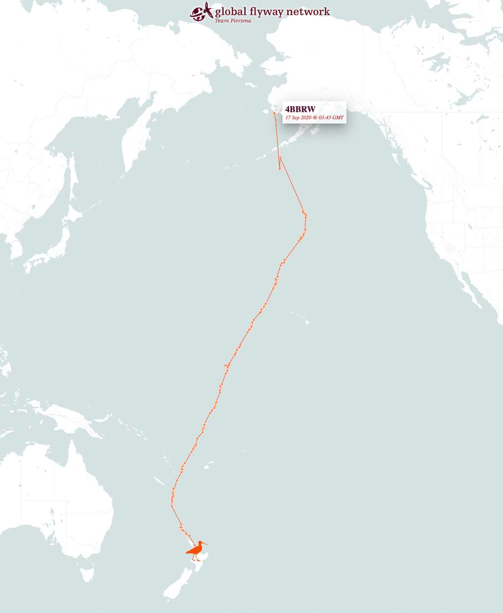 Les 12.200 kilomètres parcourus par la barge rousse sans escale, entre l'Alaska et la Nouvelle-Zélande. © <em>Global Flyway Network</em>