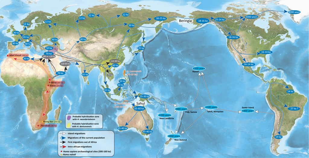 Apparus il y a environ 300 000 ans en Afrique, les Hommes modernes ont progressivement migré et colonisé les autres continents du globe. © CEA