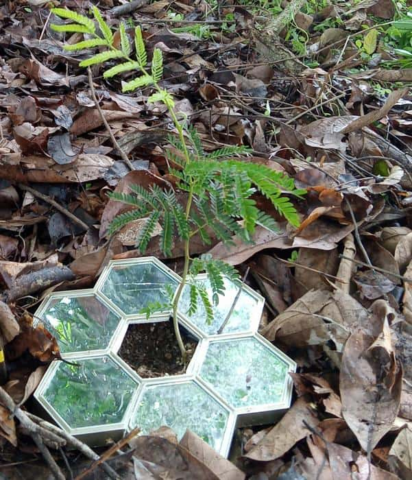 Le dispositif de miroirs sous les semis de Serianthes améliore la survie des plantes. © Thomas Marler, CC BY-ND