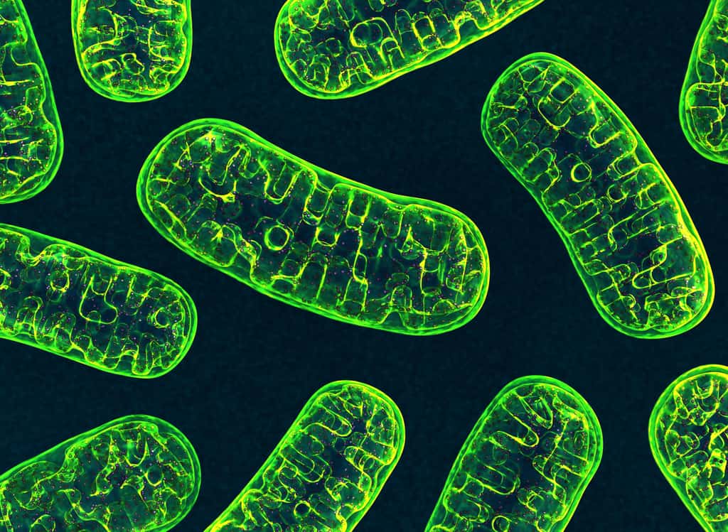 Non, les midichloriens ne sont pas des mitochondries, ni même ressemblants. © Wire man, Adobe Stock