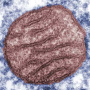 La mitochondrie est l’usine énergétique de la cellule. © AJ Cann, <a href="http://www.microbiologybytes.com/" target="_blank">www.microbiologybytes.com</a>, Flickr, CC by-nc 2.0