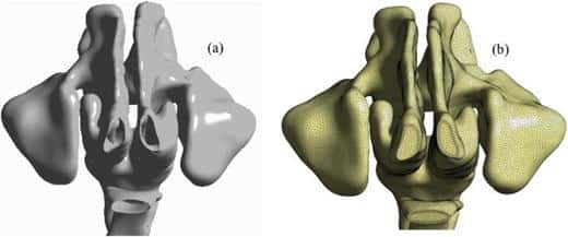 Le modèle respiratoire de la présente étude : (a) la vue de face des cavités nasales et de la bouche du modèle des voies aériennes supérieures et (b) les éléments de maillage non structurés. © Islam, Rahman <em>et al. Physics of Fluids</em> (2023)