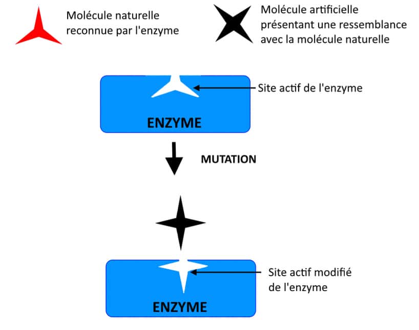 Modification du site actif d'une enzyme. © SD, Futura