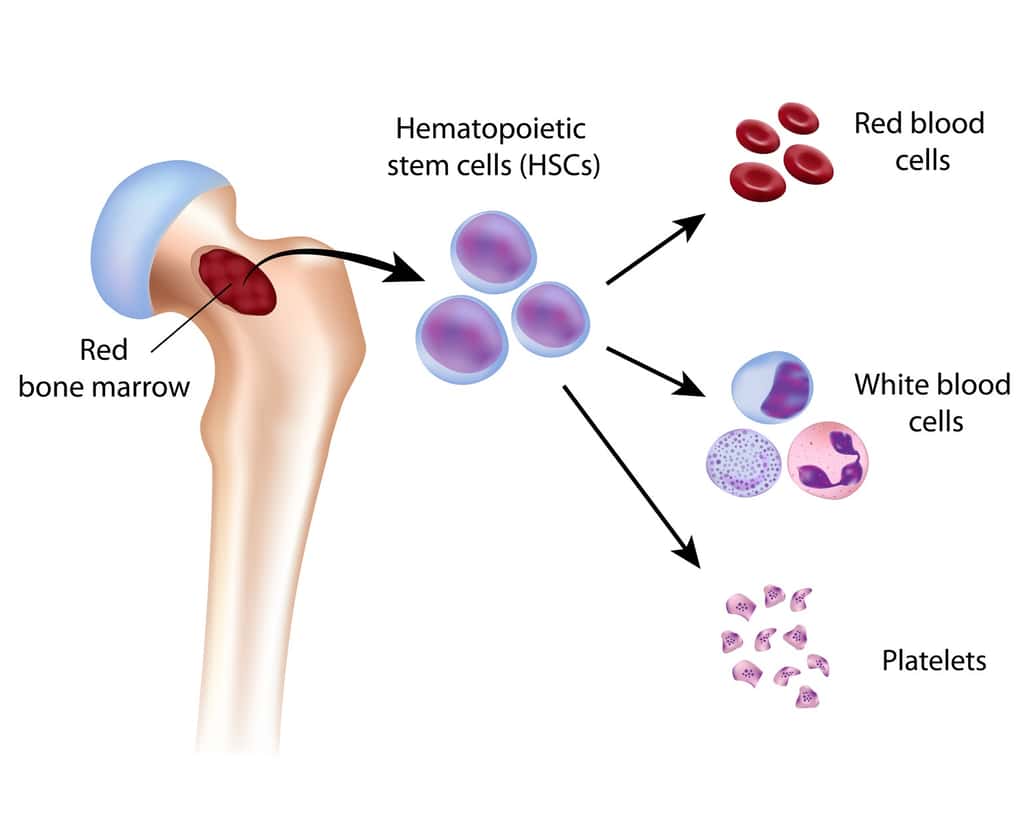 Dans la moelle osseuse, se trouvent les cellules souches hématopoïétiques qui sont à l’origine des globules rouges, blancs, et des plaquettes sanguines. © <em>Alila Medical Media</em>, Fotolia