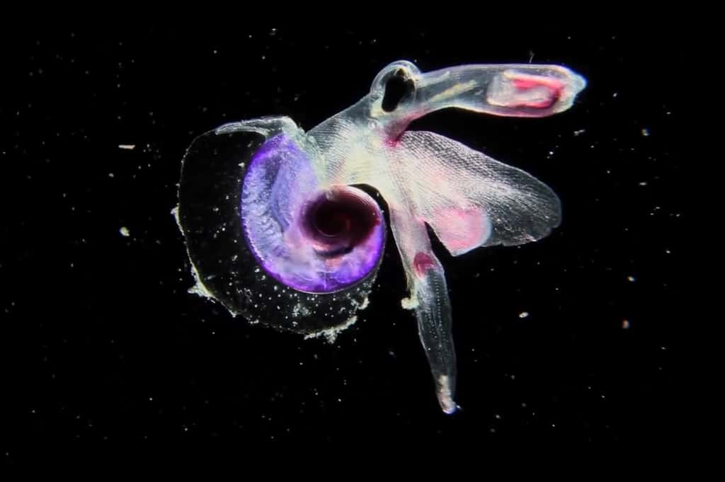 Le mollusque hétéropode Atlantidé. Ce macroplancton gélatineux n'est autre qu'un mollusque hétéropode : Atlantidé. Il est magnifiquement coloré – c'est un Oxygyrus sp. – et mesure quelques millimètres. Il ne possède qu’une nageoire lobée et une fine coquille transparente. Il a été collecté en mai 2010 dans l’océan Indien au cours de l’expédition Tara Oceans. 
© C. Sardet, CNRS, Tara Oceans http://www.planktonchronicles.org/fr