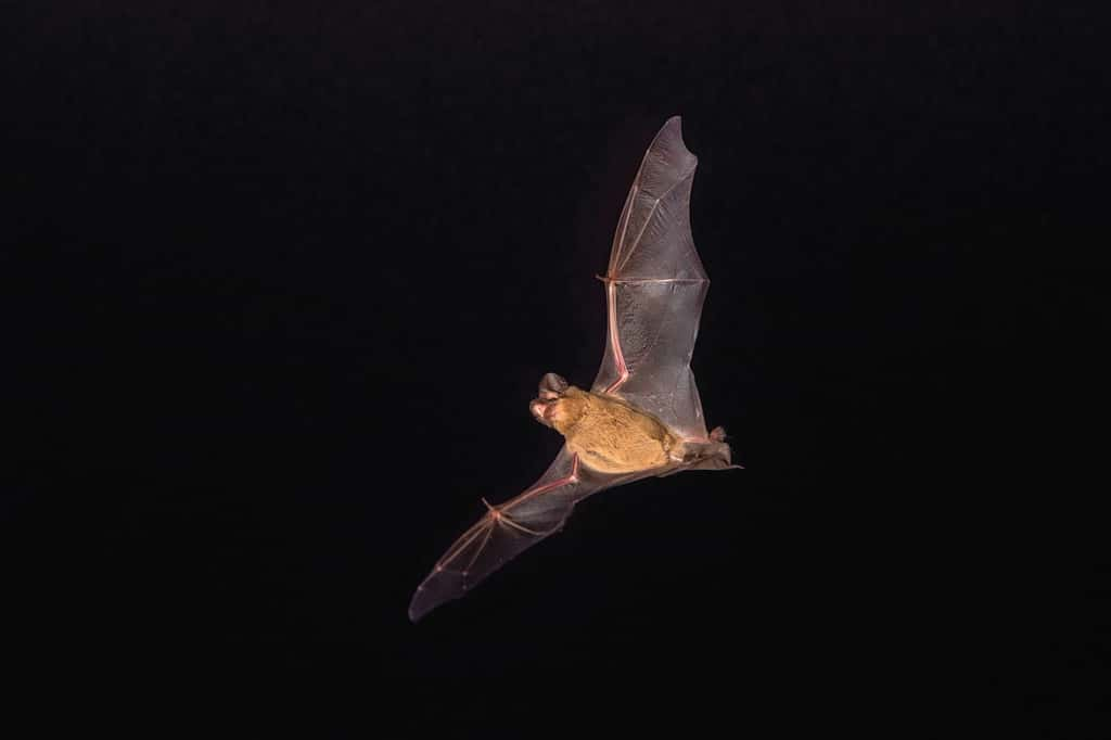 Les chauve-souris sont capables d'atteindre des vitesses très élevées afin de chasser la nuit. © Phil, AdobeStock