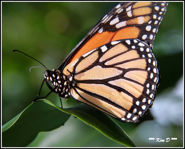 Moins de pesticides, plus de fleurs et plus de papillons ! © tkcrash123, Flickr, cc by 2.0