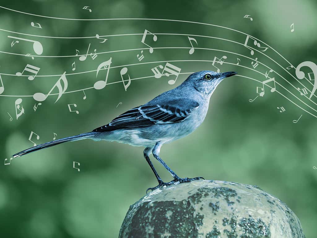 Le moqueur polyglotte utilise les mêmes règles musicales que Mozart ou Beethoven. © <em>MPI for Empirical Aesthetics</em>