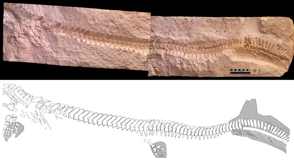 Les contours de la queue hypocerque du mosasaure jordanien (ERMNH HFV 197) sont clairement visibles sur la droite de l’image. Ils ont persisté grâce à la conservation de tissus mous (en gris sur le schéma). La représentation du bas a été dessinée par Johan Lindgren. Elle fait mieux apparaître les détails du fossile, qui se compose également de quatre membres locomoteurs transformés en palettes natatoires. © Johan Lindgren