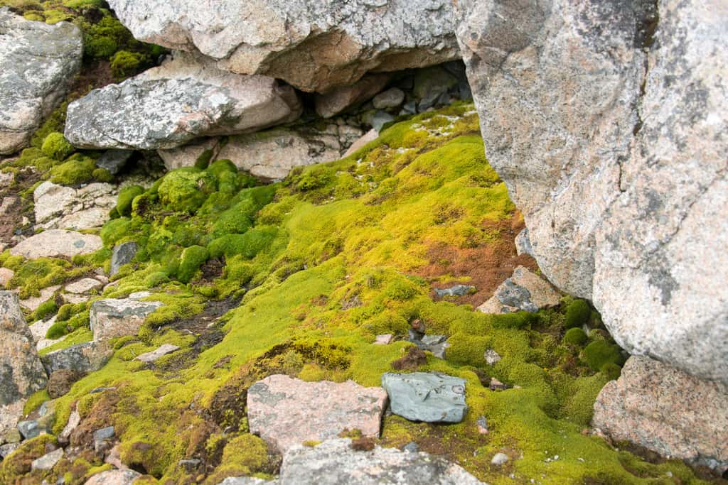 Le réchauffement climatique a probablement causé l’invasion d’une centaine d’espèces végétales sur le continent Antarctique, où seules deux plantes sont endémiques. © JAG IMAGES, Adobe Stock