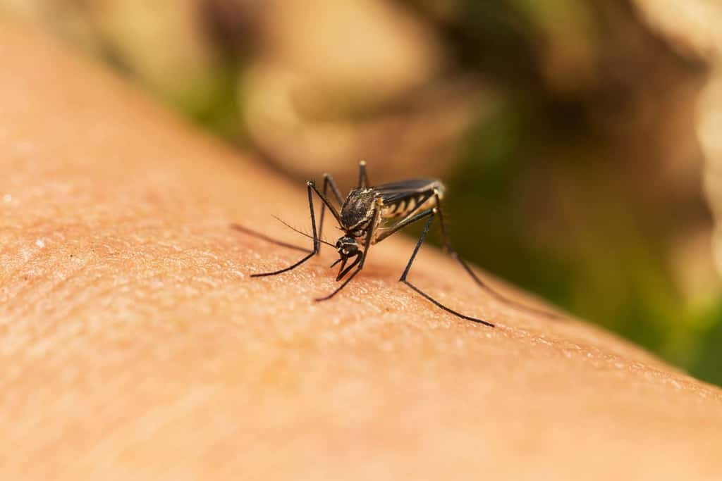 Des moustiques tigres infectés par le virus de la dengue détectés en France, quelles conséquences ? © Shutter-Ryder, Shutterstock.com